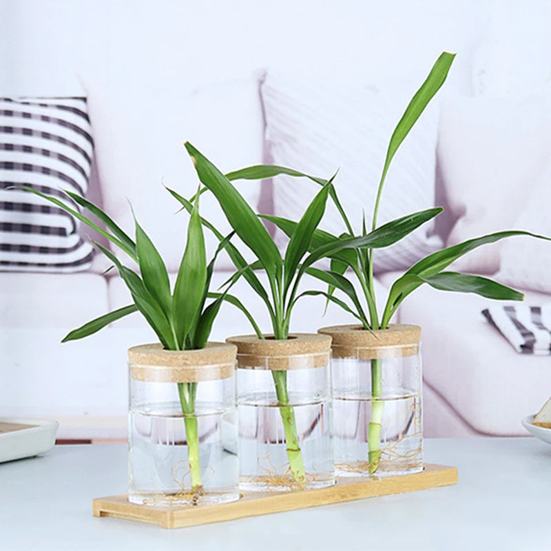 Transparent Hydroponic Flower Pot