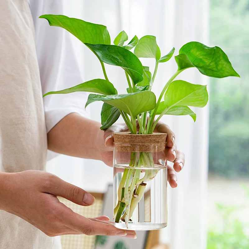 Transparent Hydroponic Flower Pot