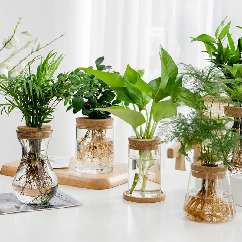 Transparent Hydroponic Flower Pot